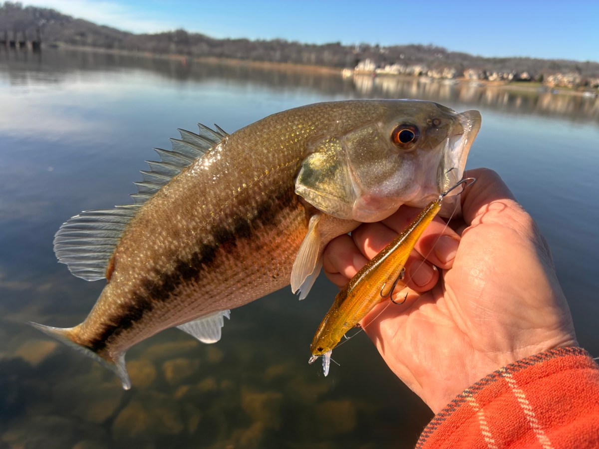 Plentiful Bank-Fishing Access in&nbsp;Chattanooga