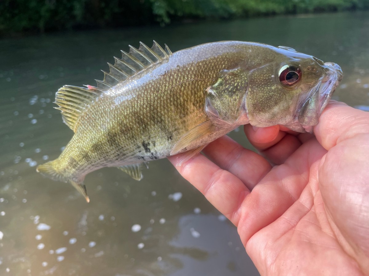Summer Creek Bass&nbsp;Fishing
